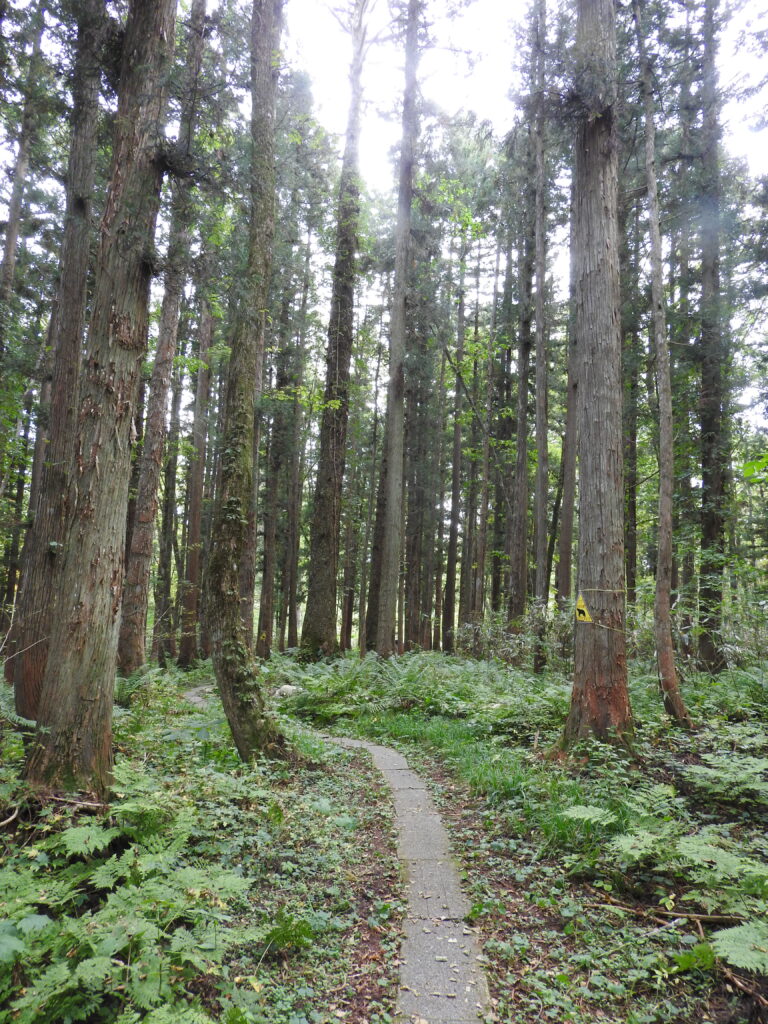 戸隠森林植物園遊歩道木々の小径