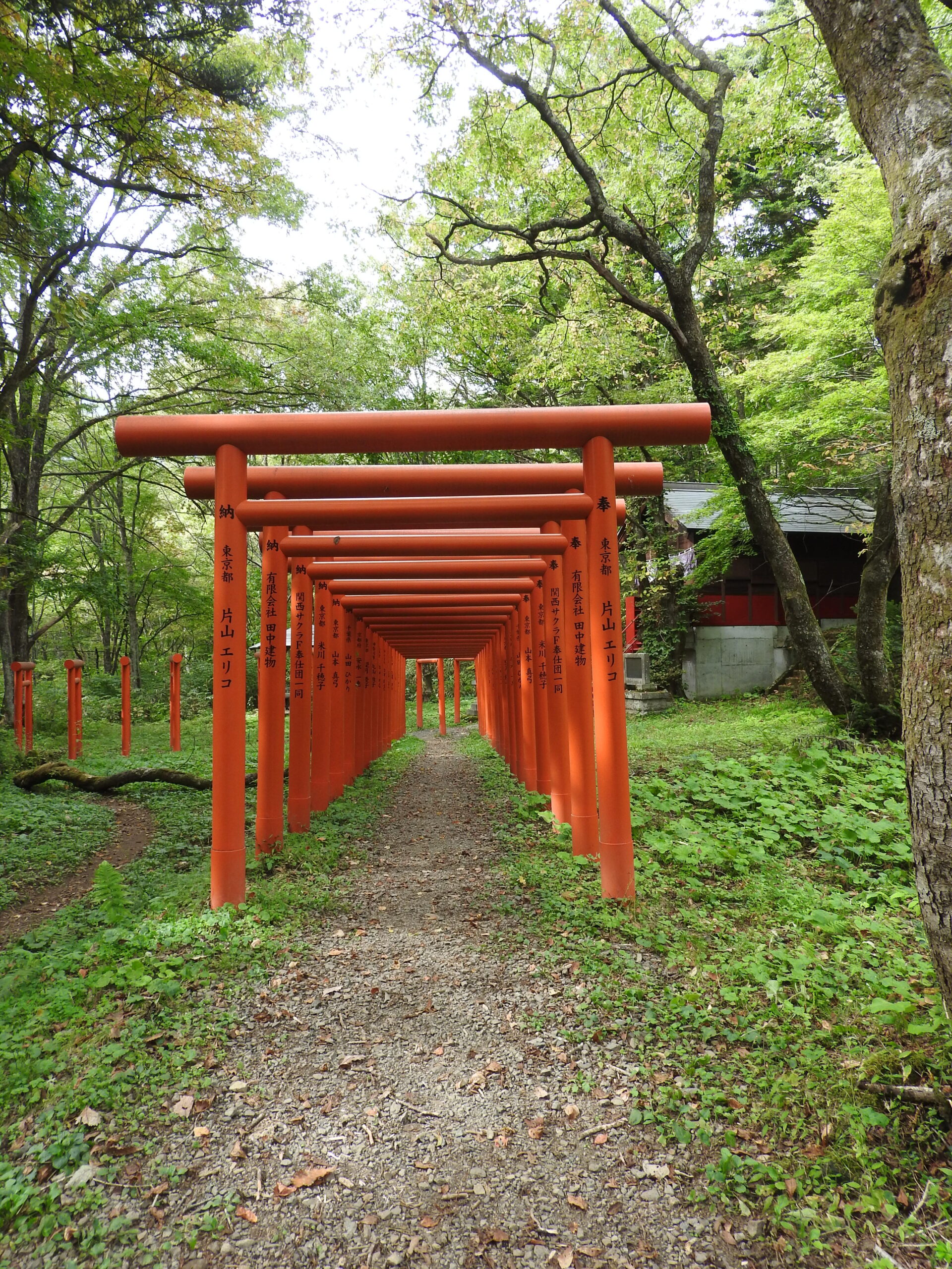 天命稲荷鳥居が連なる