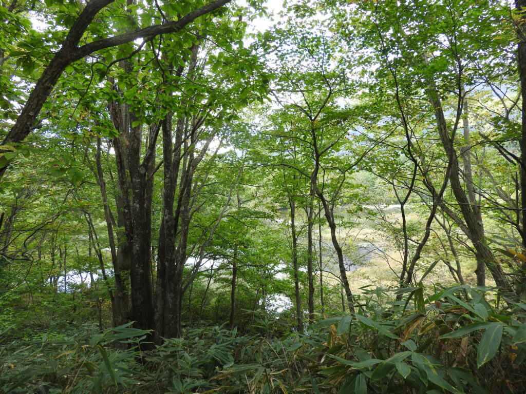 　戸隠神社　鏡池のほとり