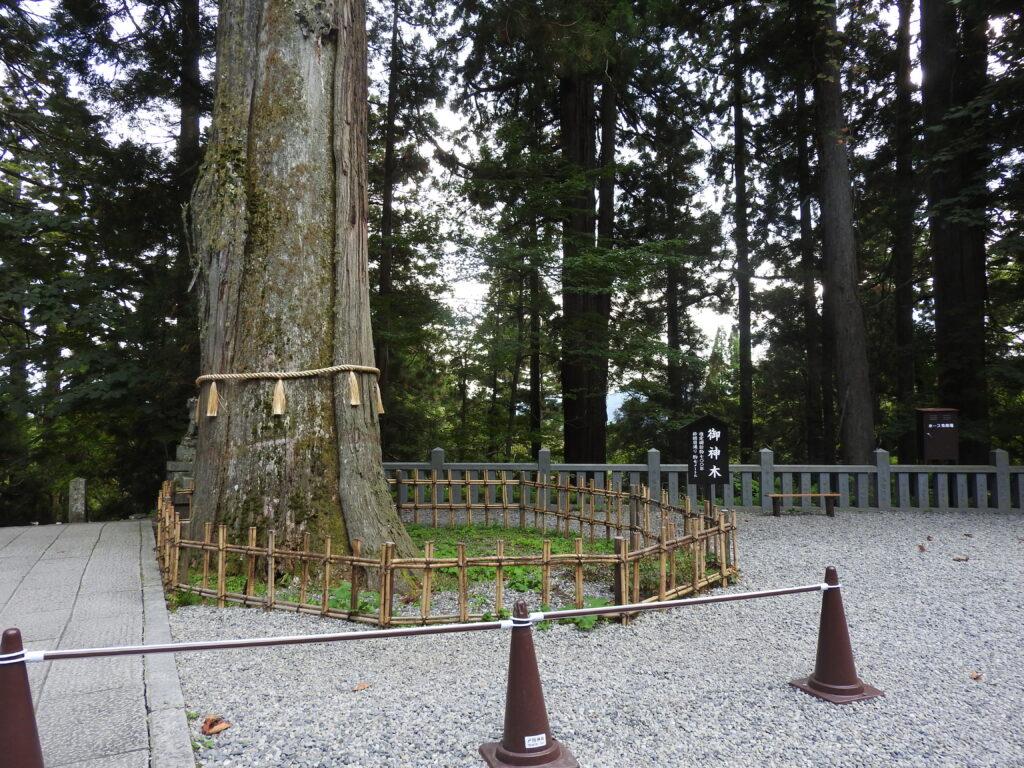 中社　階段上のご神木