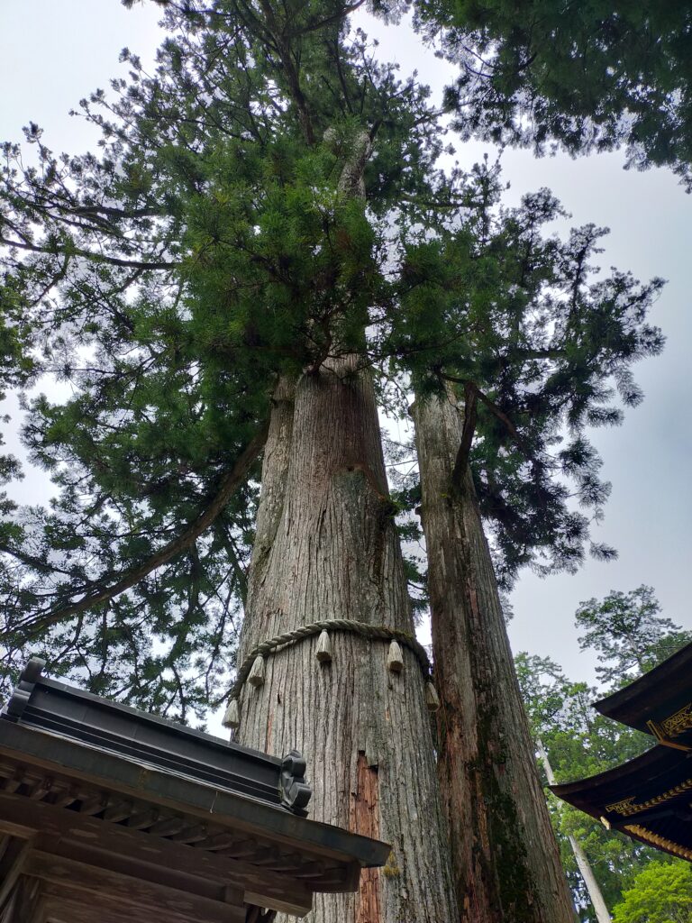 三峯神社拝殿横重忠杉