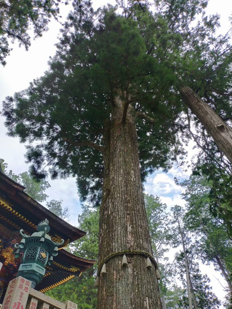 三峯神社拝殿横重忠杉