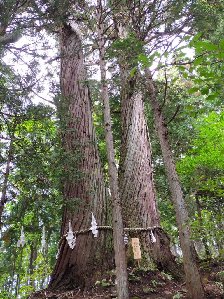 火の御子社横の夫婦杉